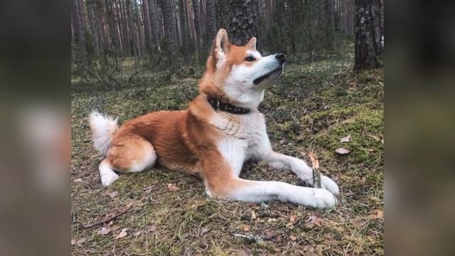 порода Акита ину 🐶