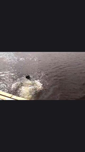Джесси прыгает в воду за палочкой