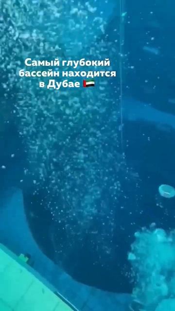 Самый страшный бассейн в Дубае | Black Group #рекомендации #?