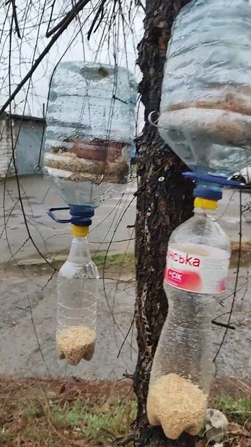 Ферма для опарышей, Производство опарыша #карп #сом #ка