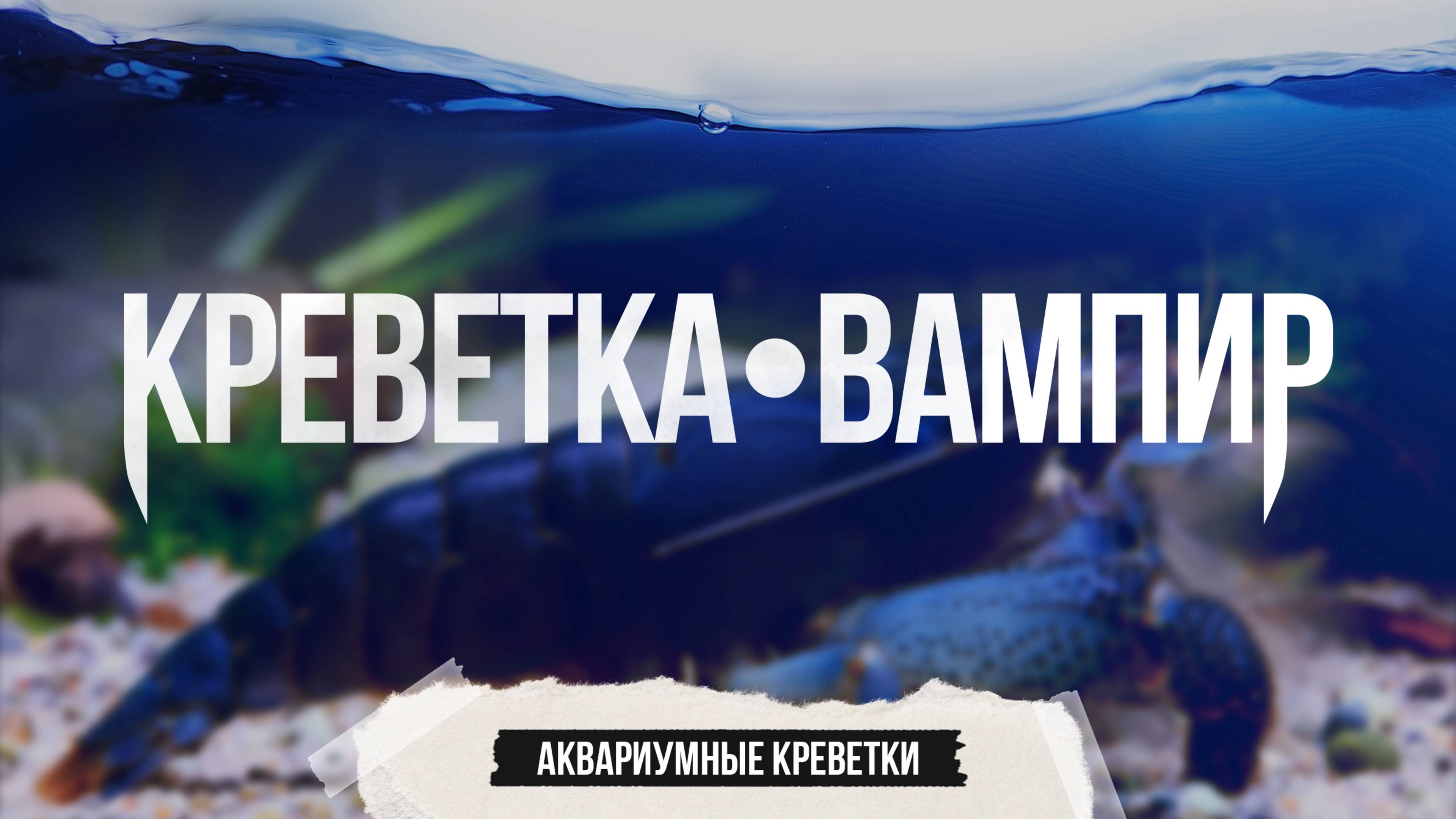 Креветка-вампир или габонский фильтратор