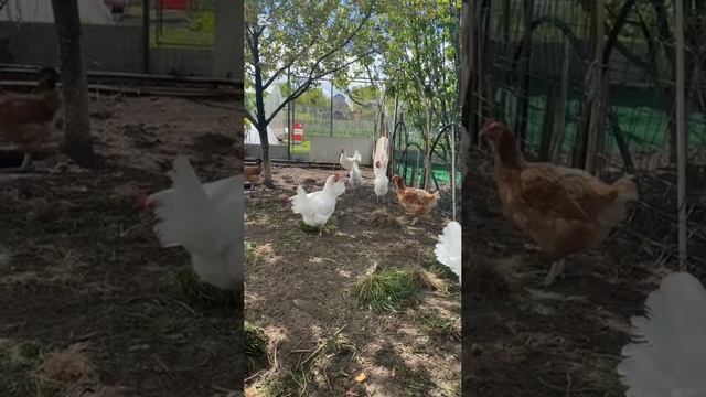 МОИ КУРЫ