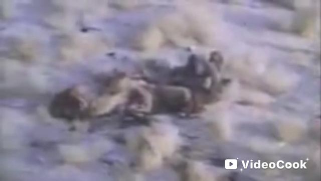 VideoCook_20250502_190843506.mp4