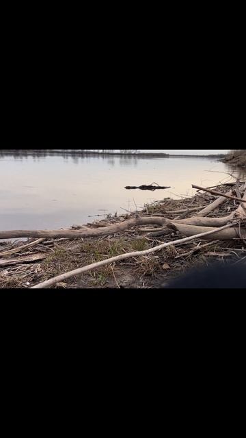 Карась клюет на голый крючок⬆️ #рыбалка #рыба #фидер #?