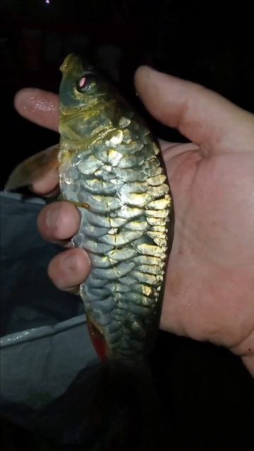ЗЕРКАЛЬНЫЙ КАРП! 🐟 СХОДИЛ НА РЫБАЛКУ! 👍 ДУМАЮ ЭТО РЕД