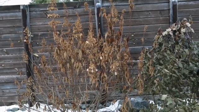 Почему не стала укрывать Королевскую Скумпию как обыч