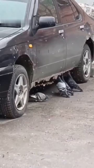 Житель Новосибирска  выяснил, откуда на самом деле берутся коррозия и дыры в автомобилях.