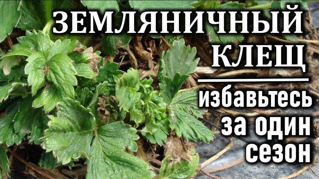 ЗЕМЛЯНИЧНЫЙ КЛЕЩ на клубнике. ЧТО ДЕЛАТЬ и КАК СПАСТИ Клубнику
