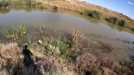 Рыбалка на Амура с рогатки #амур #рыбалка #fishing #белыйам