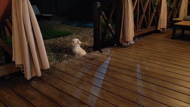 Мощный защитник😉 Тэдди Домашние приключения.