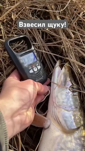 Думал ЩУКА больше… Рыбалка, природа☀️ #рыбалка #fishing #