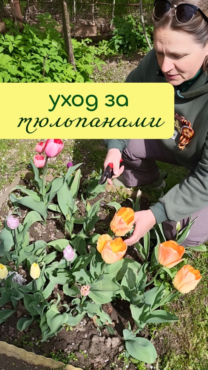 УХОД за ТЮЛЬПАНАМИ во время цветения