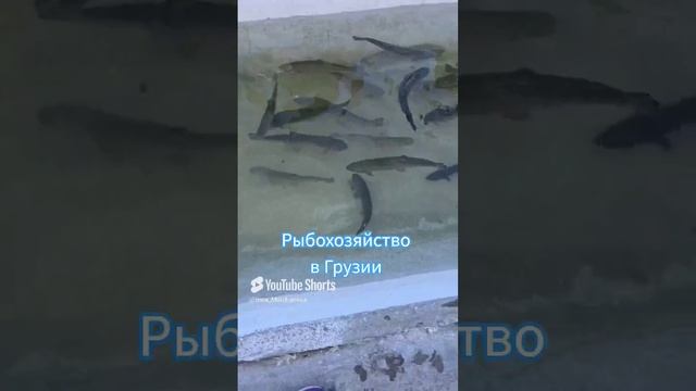 АЙ, ДА РЫБКА! 1000047638.mp4