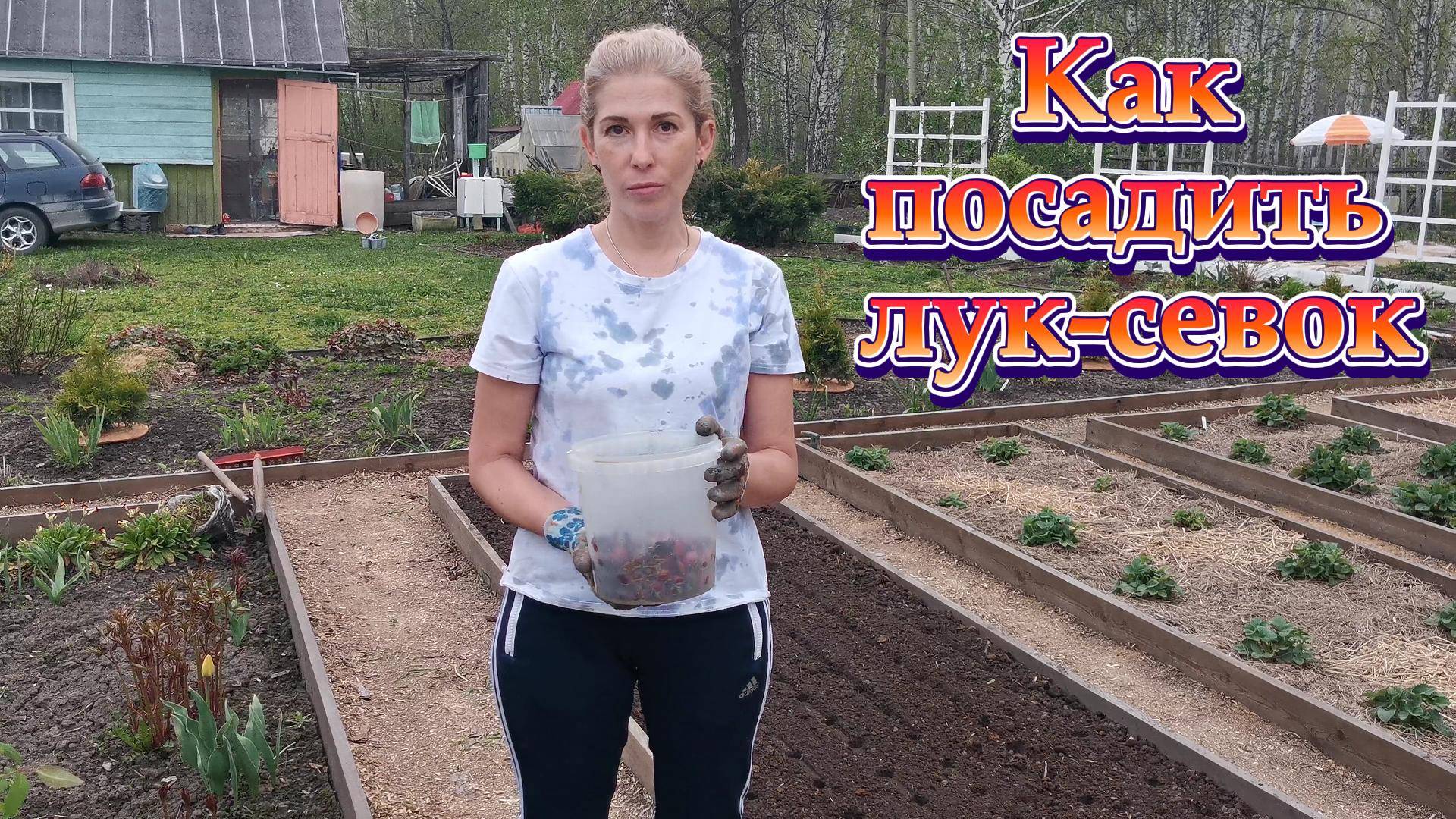 Как правильно посадить лук-севок. Как обработать лук-севок перед посадкой.
