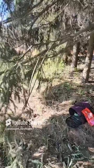 ПОЧЕМУ 🐈БРИТАНКА В РУКАВЕ ???