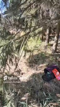 ПОЧЕМУ 🐈БРИТАНКА В РУКАВЕ ???