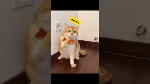 Это просто смешные котики