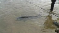 euro-som.de Team Ловля сома. Поймал.отпусти! Catfishing. catch and release