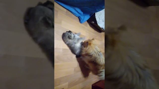 Щенками шпиц 5 недель