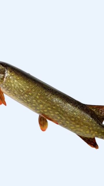 самые популярные рыбы рек России #russianfishing #fishing #рыбалк