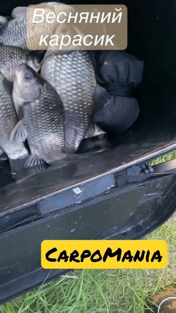 Карась пішов #carp #carpfishing #fishing #днестр #маяки#южныйбуг #к?