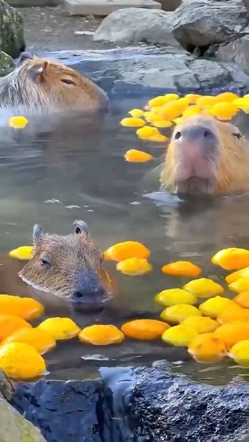Милые капибары в воде 😉😻🤩