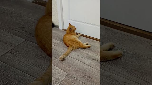 подпишитесь на мой ТГК пожалуйста 🥺