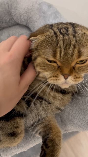 Милая шотландская кошечка 🐈🐱