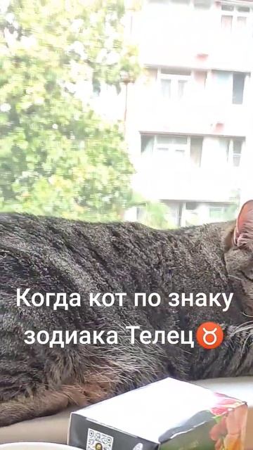 Когда кот по знаку зодиака Телец ♉