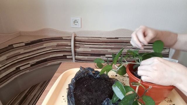 Пересадка хойи Карноза
