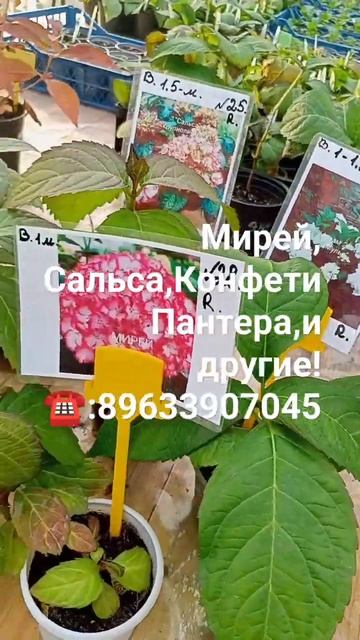 Саженцы крупнолистной Гортензии первого года на прод?