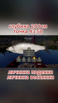 Сиг Лудога. Трофей. Ладожское озеро. РР4.