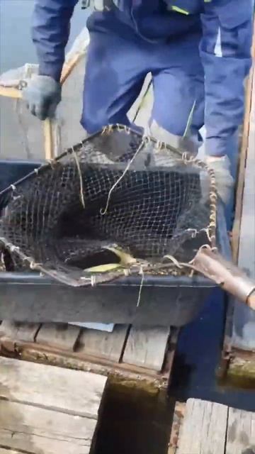 Поймали СЛИШКОМ БОЛЬШУЮ РЫБУ! #shorts #short #shortvideo #fishing #fish