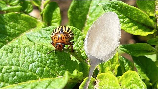 🐞🔥 КОЛОРАДСКИЙ ЖУК ИСЧЕЗАЕТ ПРЯМО НА ГЛАЗАХ! НАКОНЕЦ-ТО РЕАЛЬНО РАБОЧИЙ СПОСОБ! 🔥🐞