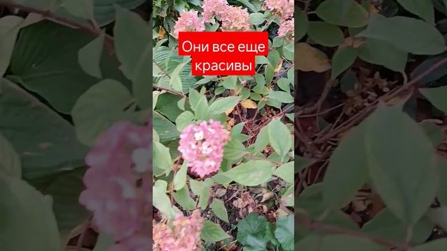 15.10.24 а они все цветут ,,#красота #сад #радость#метельчат
