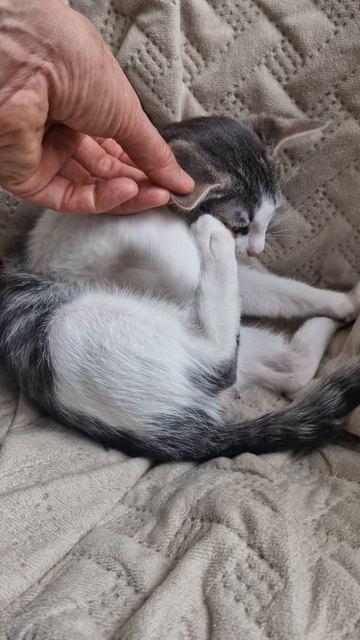 Сашке ищем дом