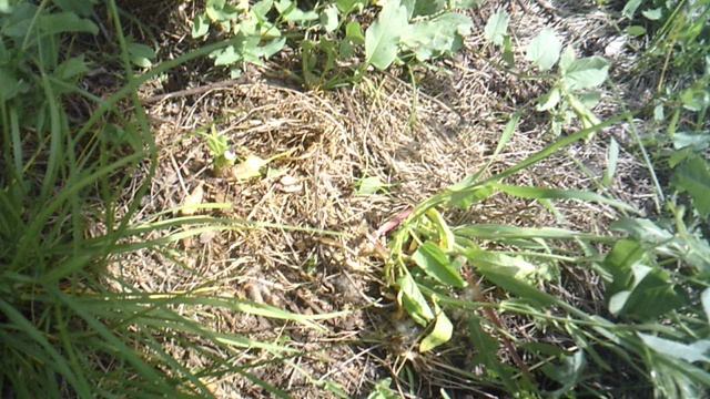 Удаление нескольких больших кустов сорняка-молочая