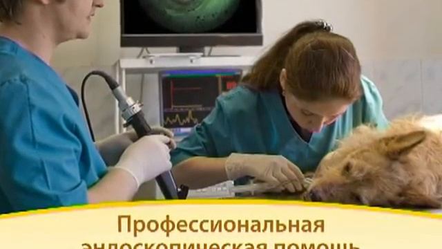 9546 Эндовет Ветклиника