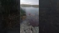 #2024 #fishing #fish #сазаннакаждомзабросе #карп #сеть #рыбы2022 #g