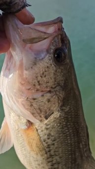 Первые бассы в январе!#fishing#рыбалканакипре#рыбалка#winter