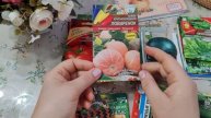 Какие сорта семян сажать в огороде часть (14)
