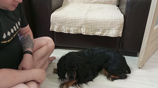 Занятия с собакой 🐕