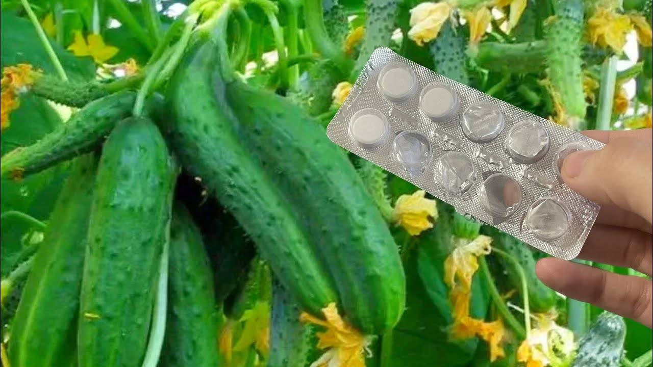 💊🥒 ОГУРЦЫ С УМА СХОДЯТ ОТ ЭТИХ 2 ТАБЛЕТОК! ПРУТ ВОВСЮ И ПЛОДОНОСЯТ БЕЗ ОСТАНОВКИ! 🥒💊