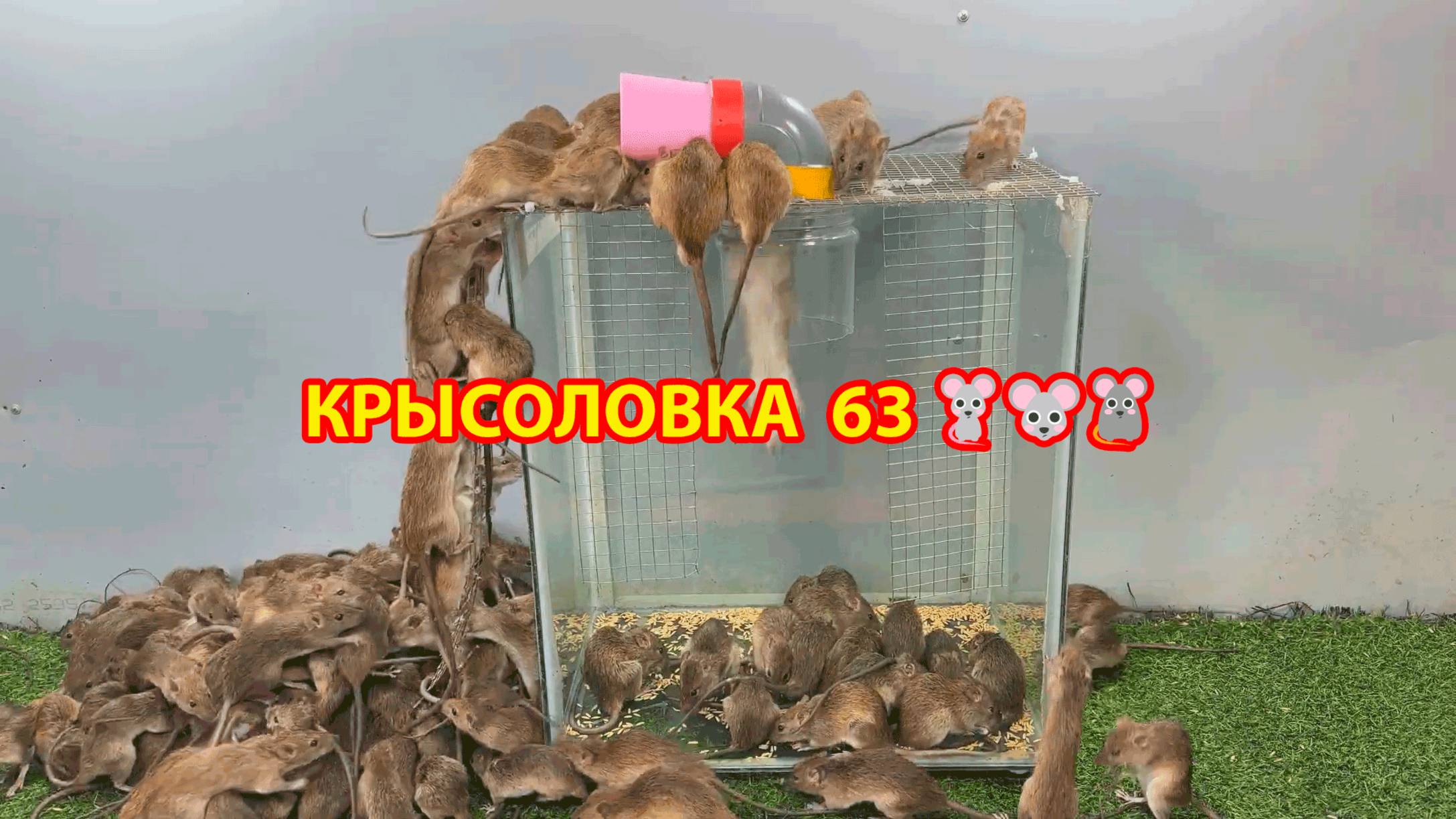 Крысоловка вариант (63) 🐀 Как сделать крысоловку своими руками и поймать кучу крыс 🐀🐁🐀