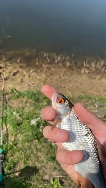 Плотва на поплавок #fishing #рыбалка #спиннинг #улов #рыбал