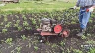 Междурядная обработка, прополка картофеля мотоблоком