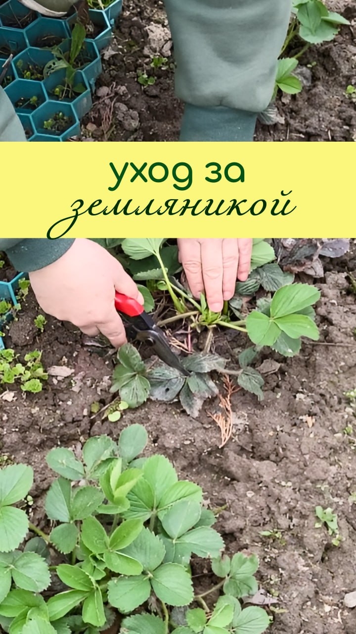 Уход за ЗЕМЛЯНИКОЙ