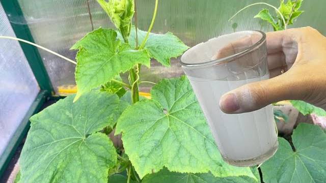 🌱💪 ДАЖЕ ХИЛЫЕ ОГУРЦЫ, ТОМАТЫ, ПЕРЦЫ ВМИГ ПОЙДУТ В РОСТ И НЕ БУДУТ БОЛЕТЬ — НАТУРАЛЬНАЯ ПОДКОРМКА
