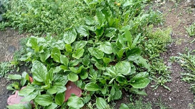 подорожник вырос прямо под ногами..не пройти ..жалко рубить
