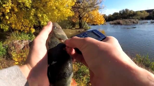 Секрет успеха ловли хищника на Неоновый силикон.